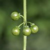 Solanumnigrum